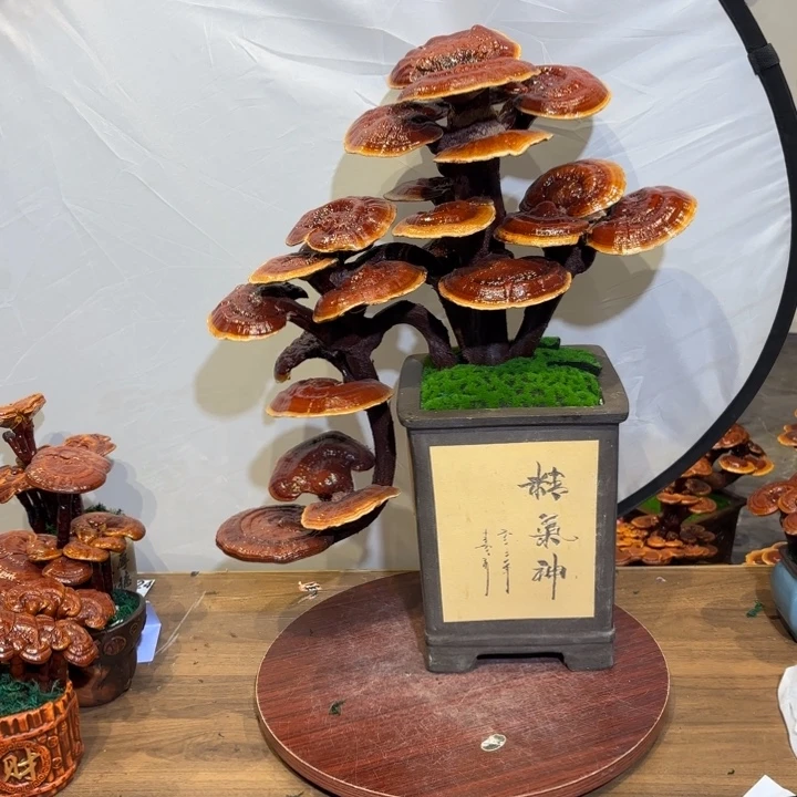 灵芝盆景植物提取技术研究