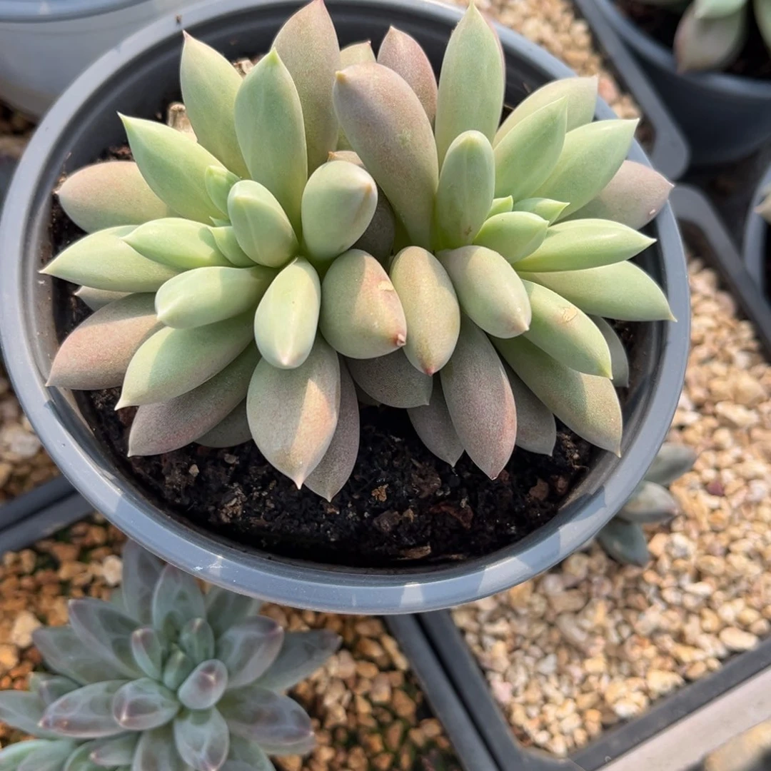 淡***漫多肉植物哥特萝莉