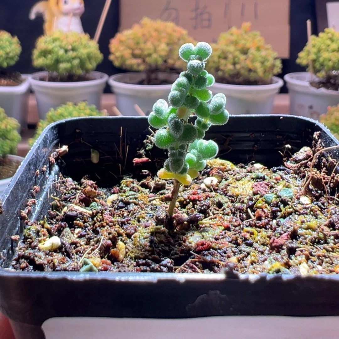 710超级莱斯一物一拍包开箱