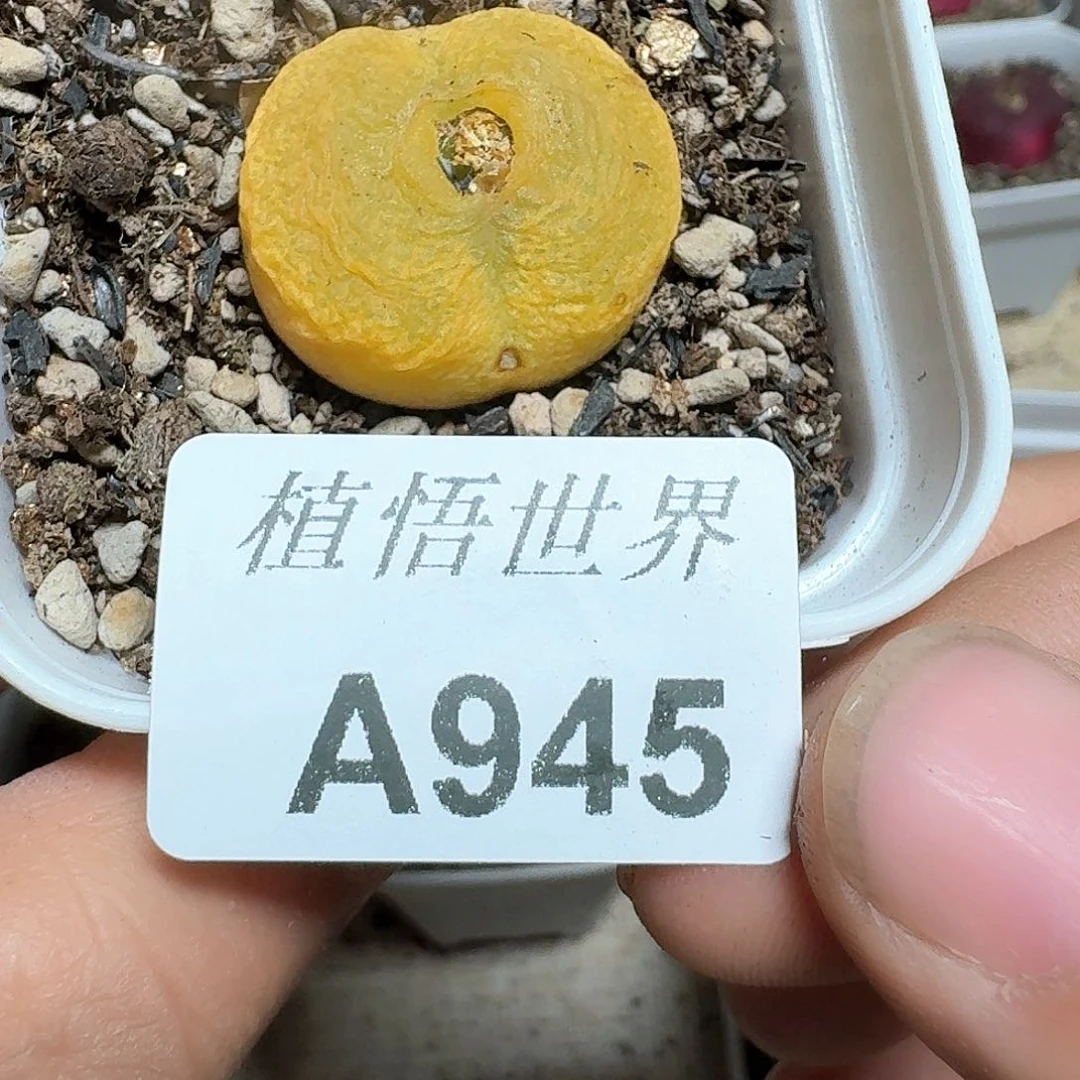 945号多肉植物哇f g g