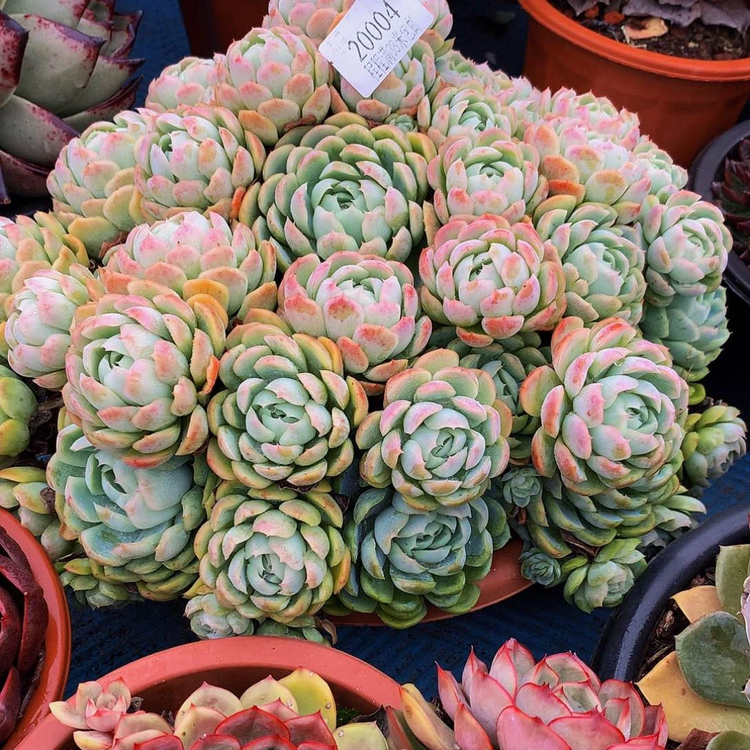 心***属贝瑞20004多肉多肉