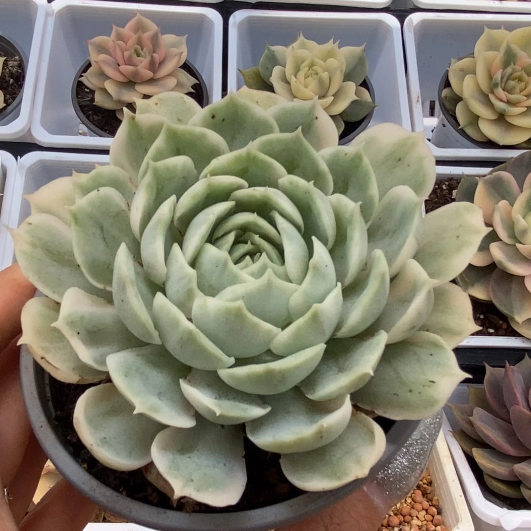 579昂丝诺锦锦锦锦锦锦锦