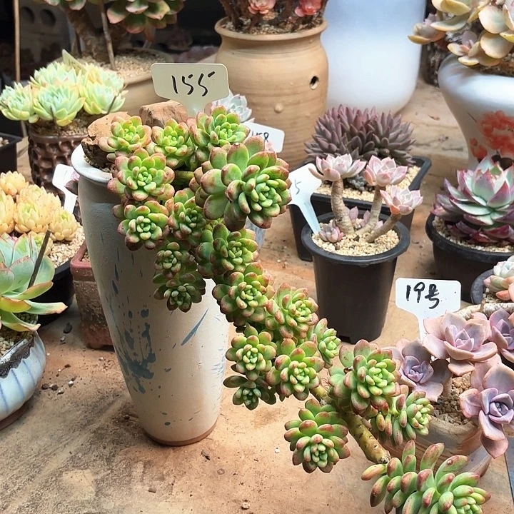 多肉植物，香格里拉155号