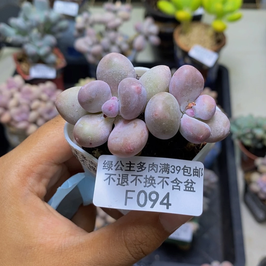 094糖豆奶多肉4c m