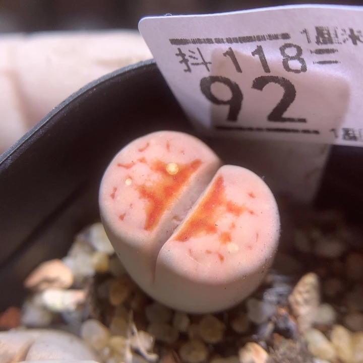 精品生石花118.92疤特