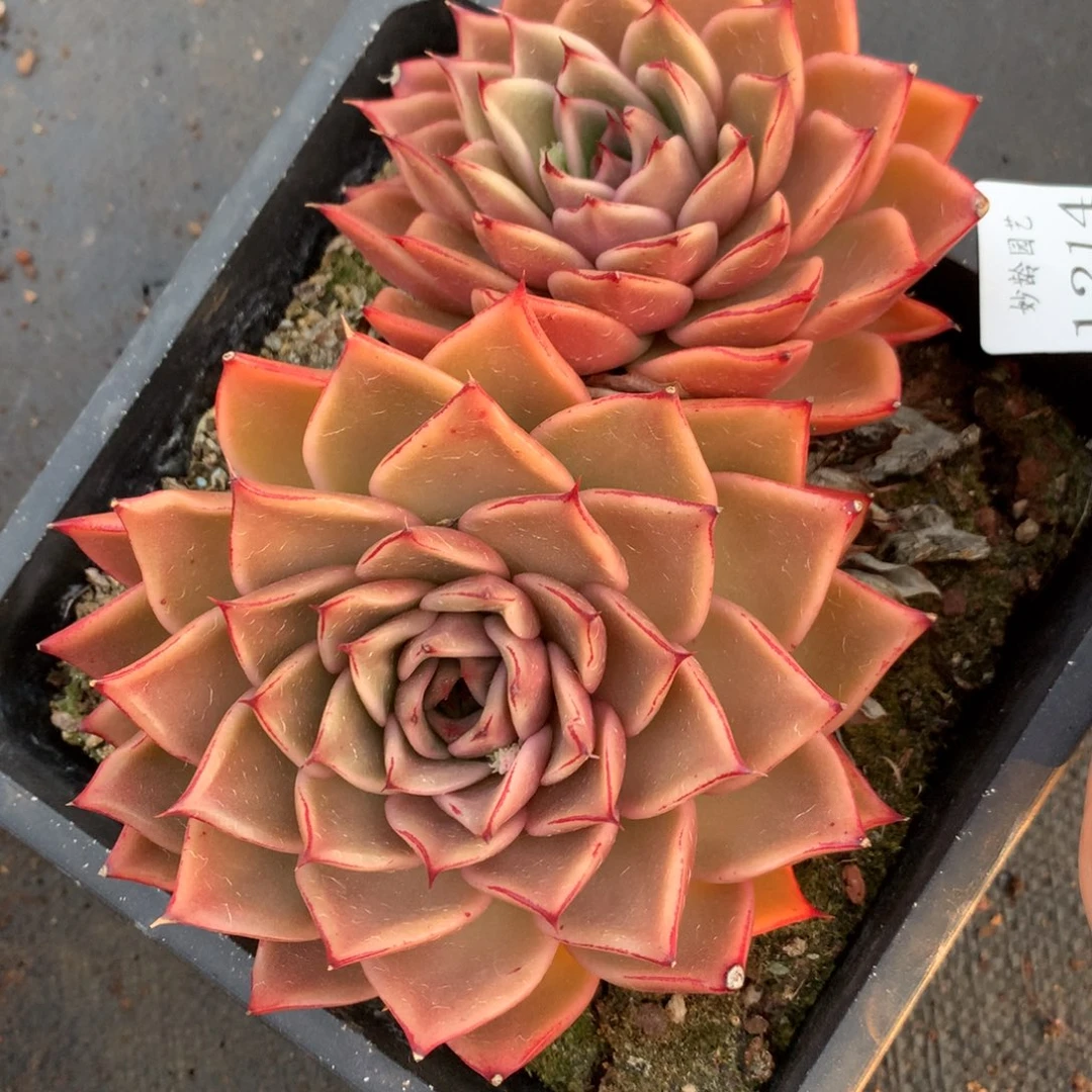 1214杂交精品基地17厘米