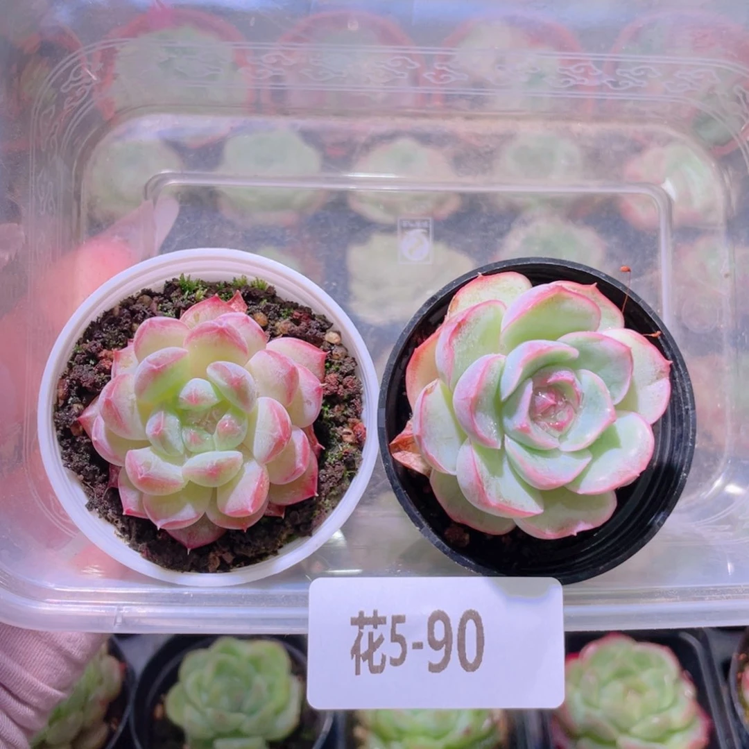 花利美5-90新品2颗