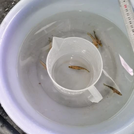 海水金头虎金头虎金头虎