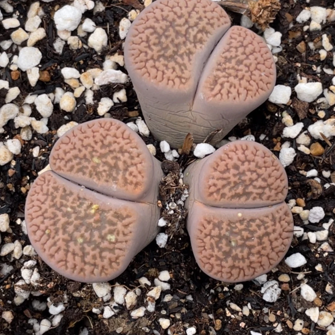 非偏远满20包邮441