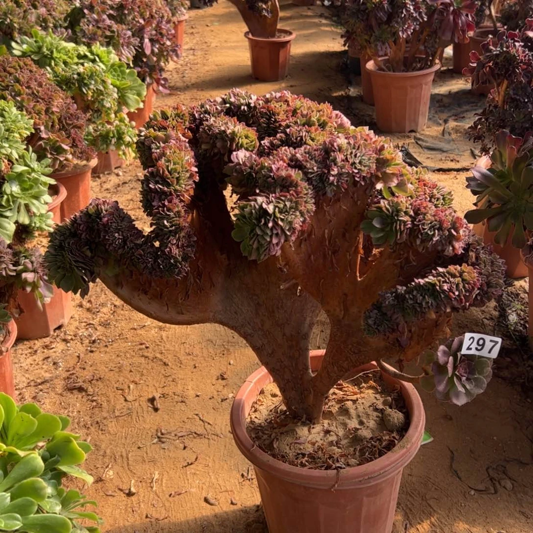 有伤万缀297啦啦啦