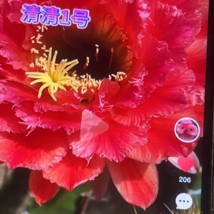 清清1号侧牙仙人球