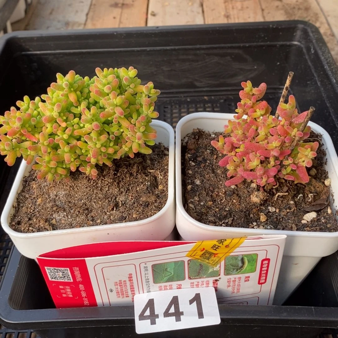 枝干番杏多肉植物441