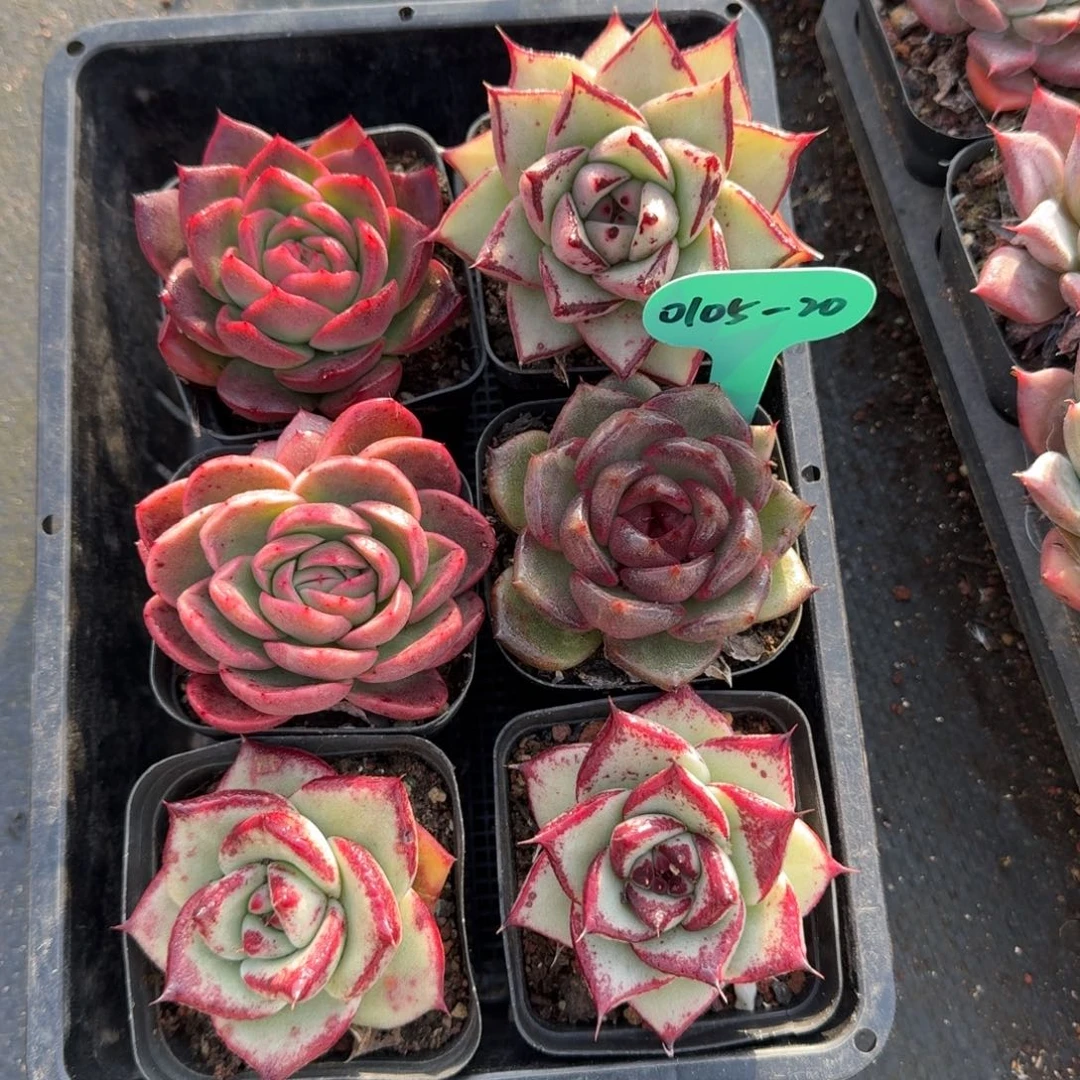 从前慢多肉精选编号0105.20