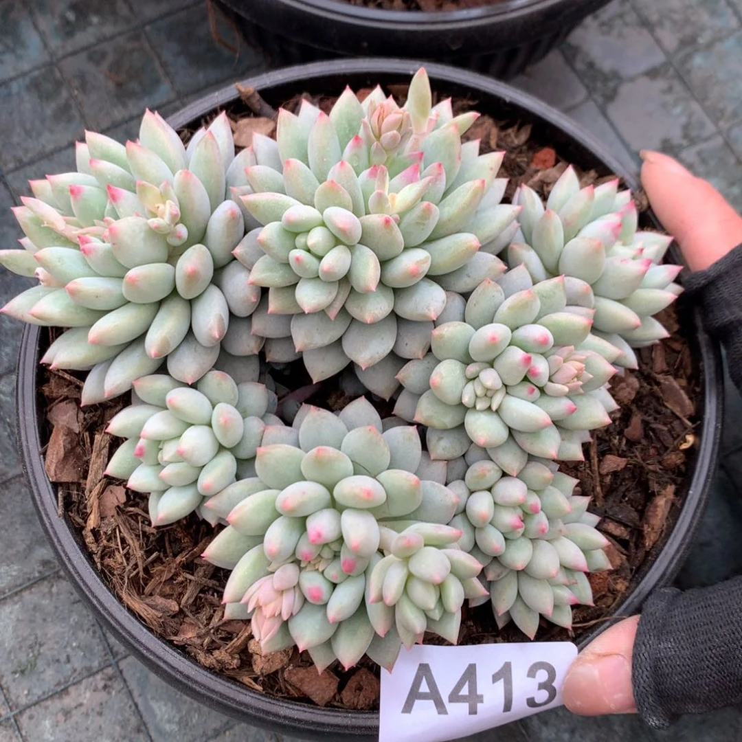 A413售后范围：签收起7天内，录开箱视频