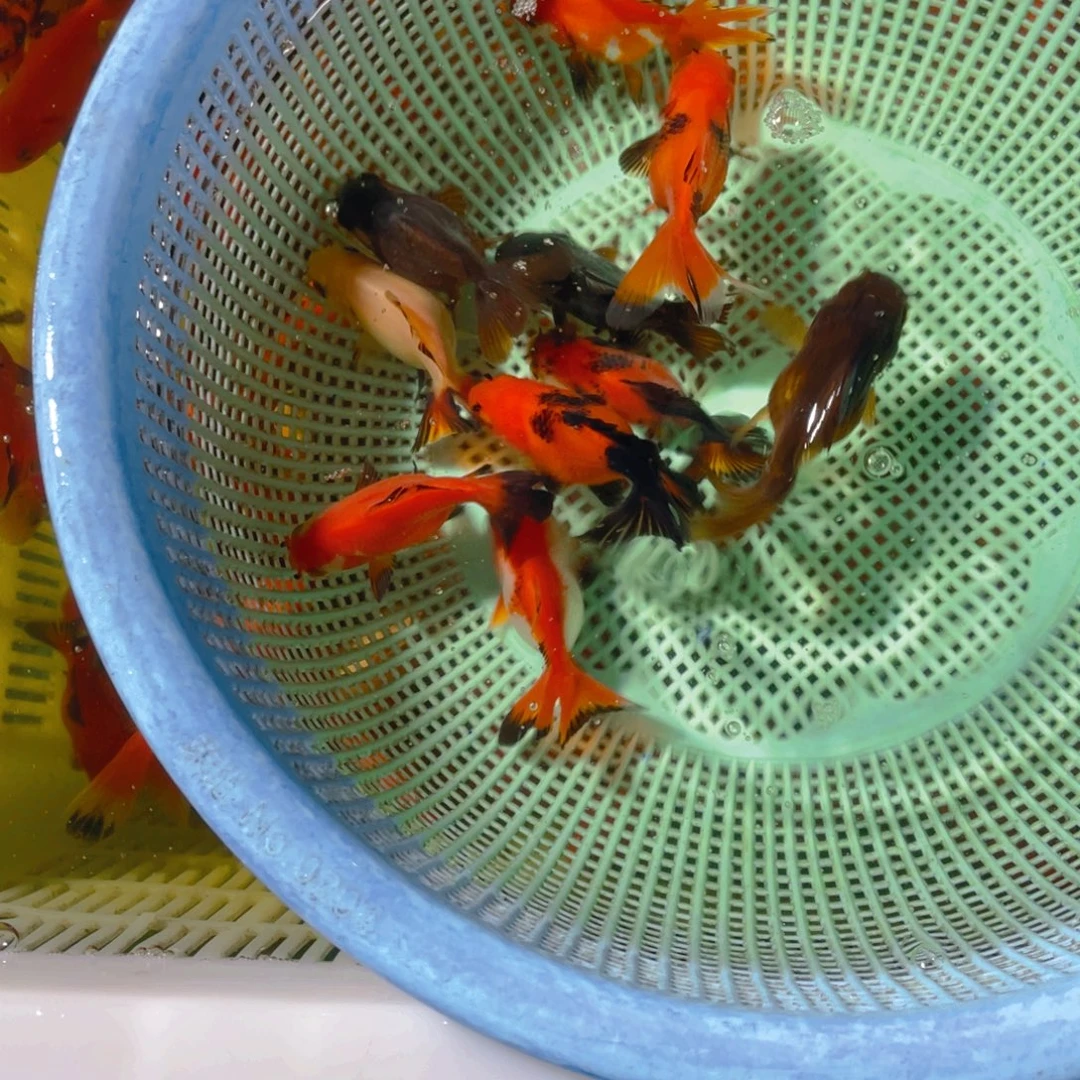 海水鱼花泰狮金鱼77