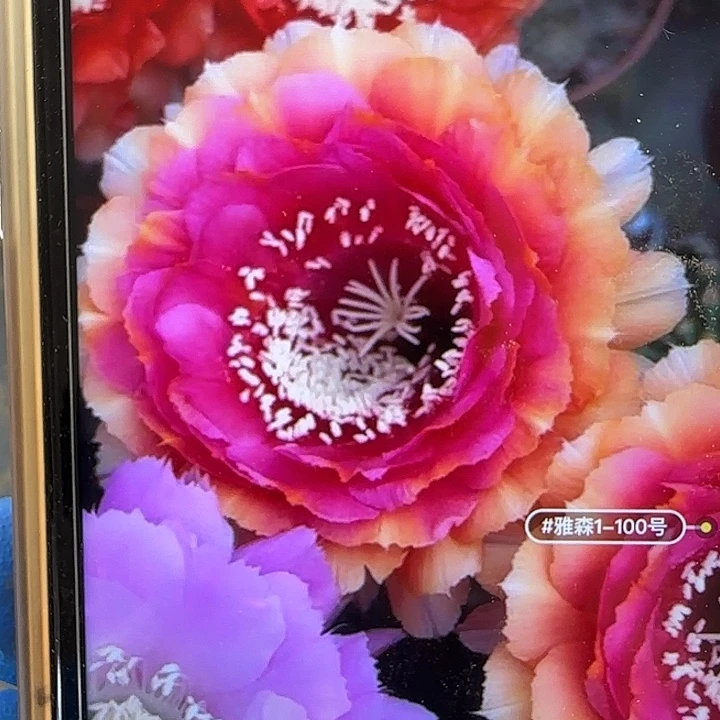 雅森100号，头像款，7-8公分左右