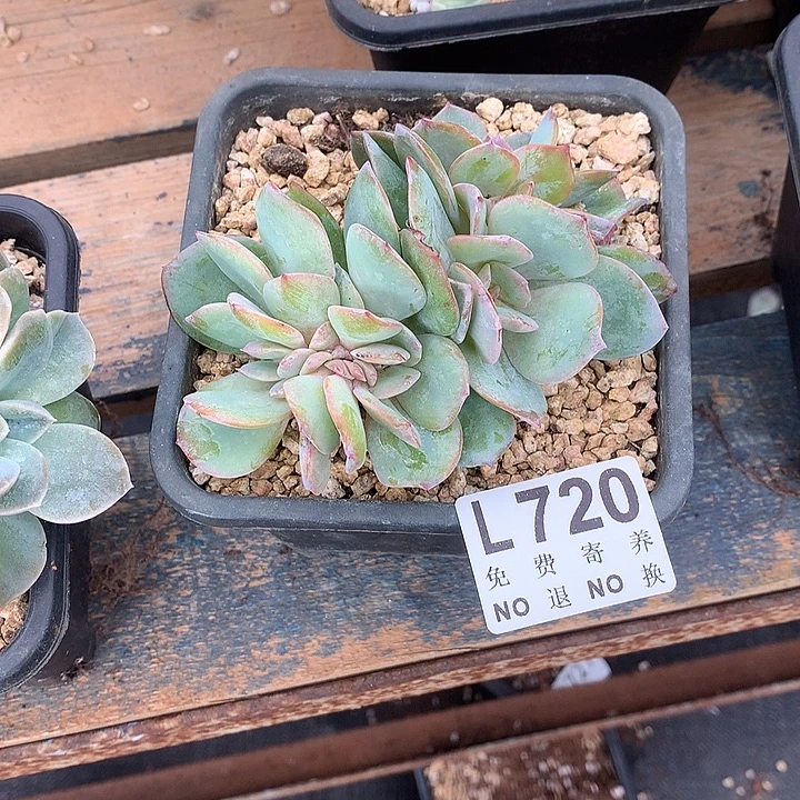 白凤缀化 多肉植物9.27号左右发