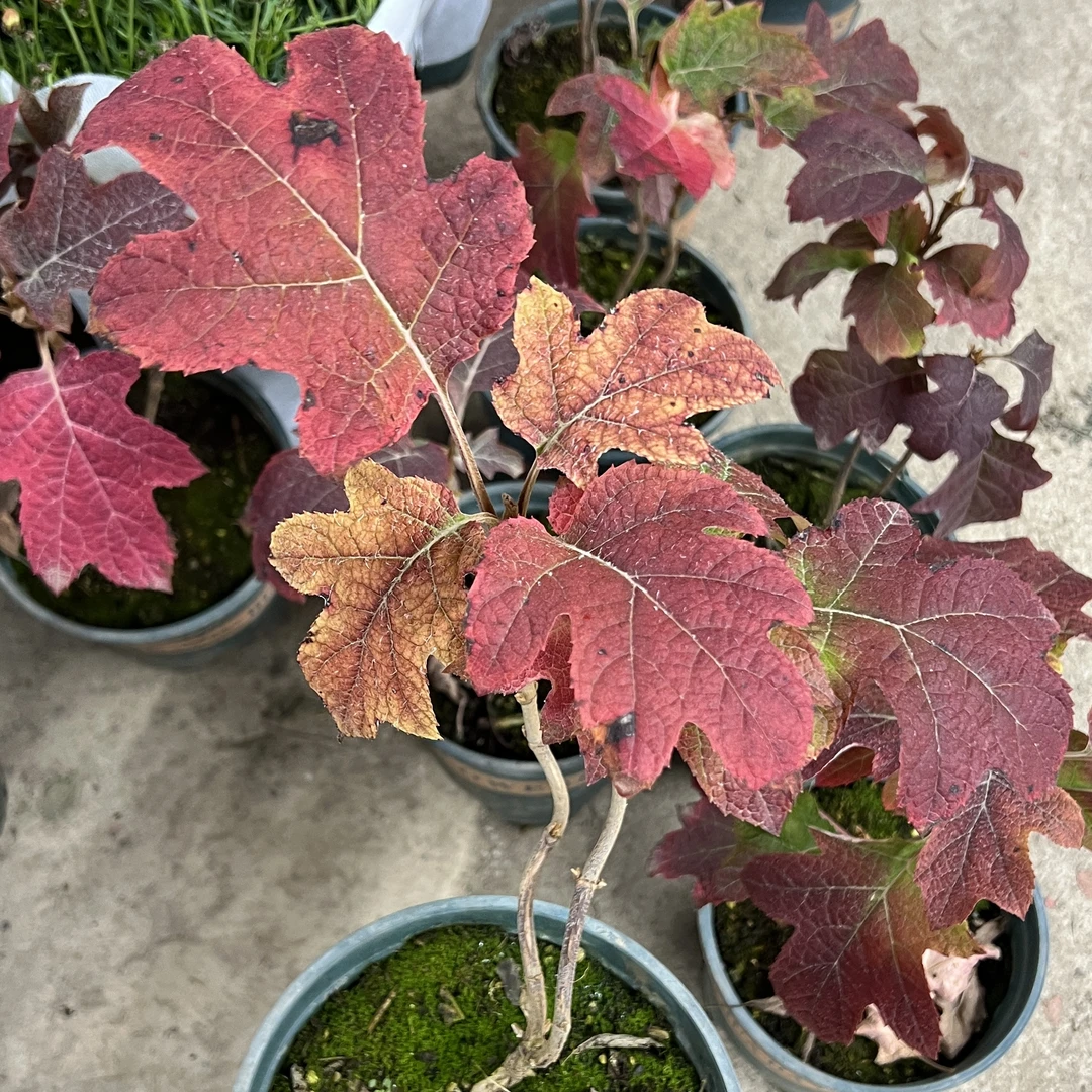 栎叶绣球和声【苗】花盆栽不带花庭院阳台新手易养护喜水植物