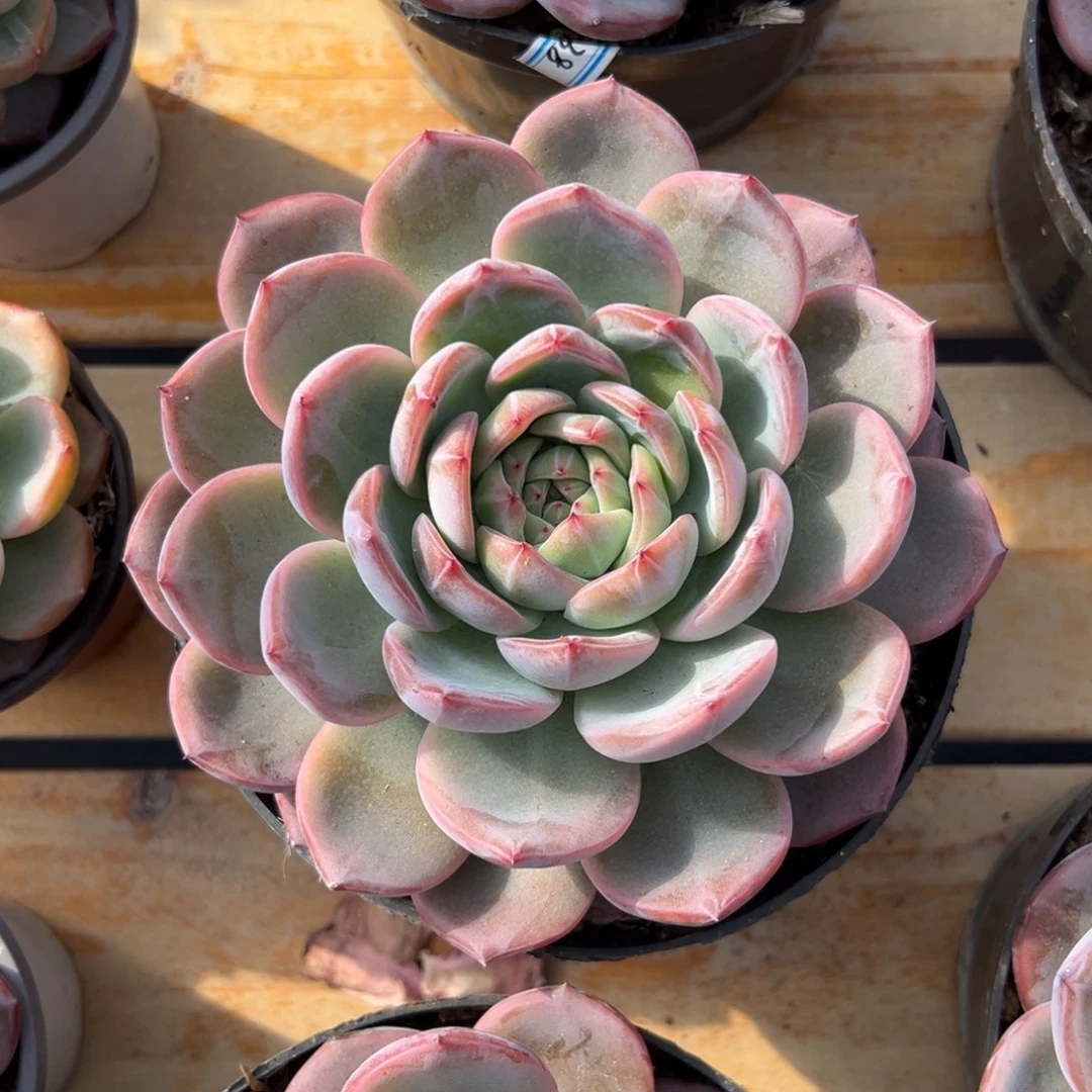 多肉大单头红鸾【非偏远地区满18包邮】