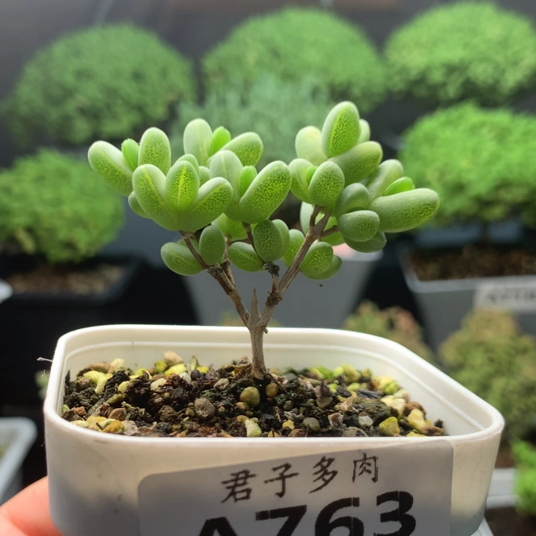 763元宝。