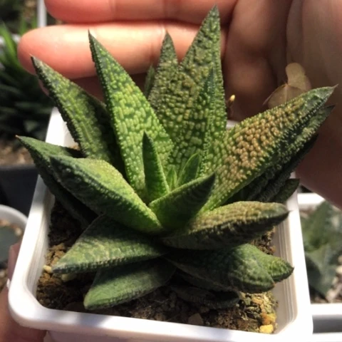 大理石女王带盆发货哈哈哈哈