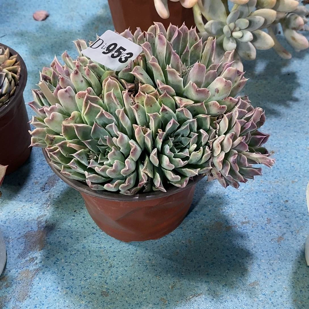 黑*珠953财路多肉植物