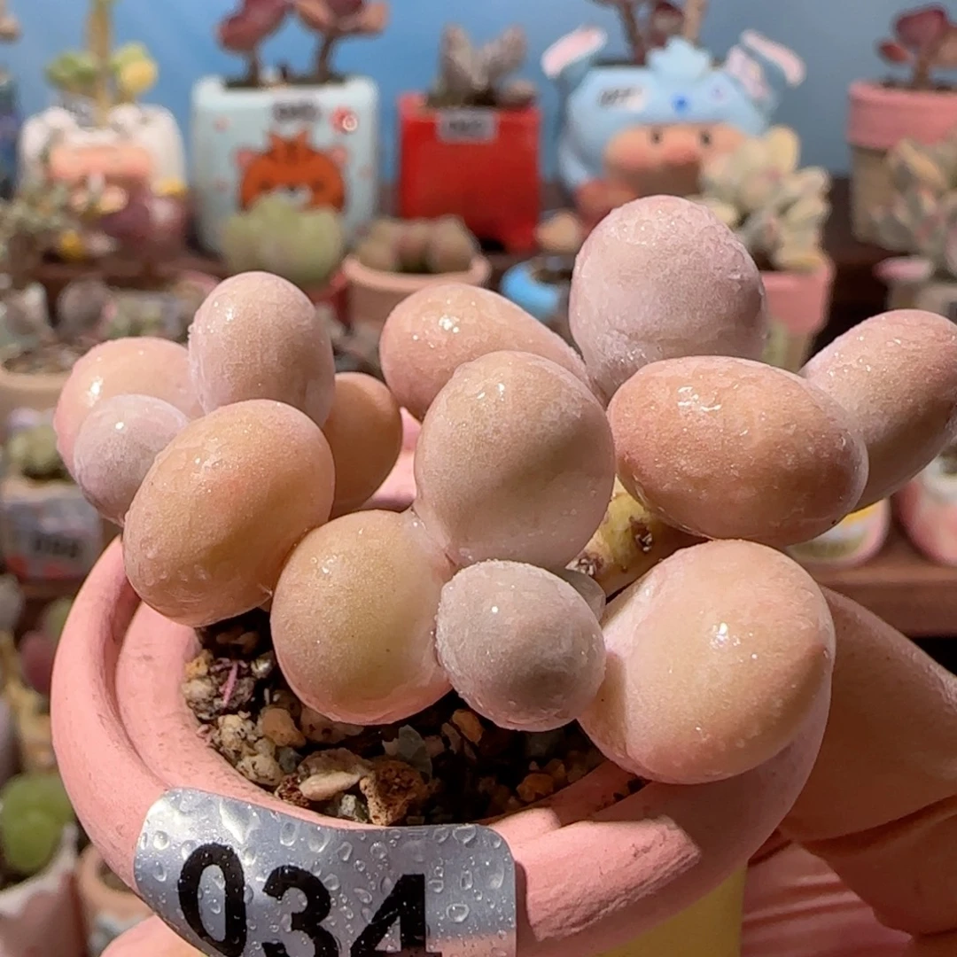 三头蛋黄奶 盆口3.5cm