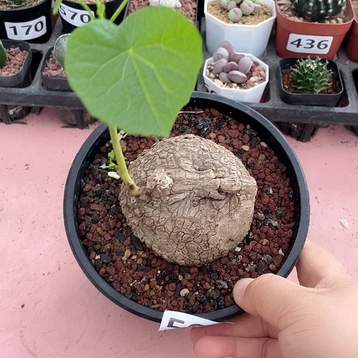 598泰国大荔枝龟块根