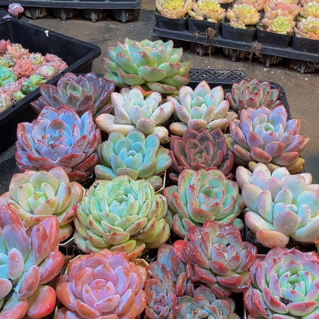 857的人都是这样的吗笑