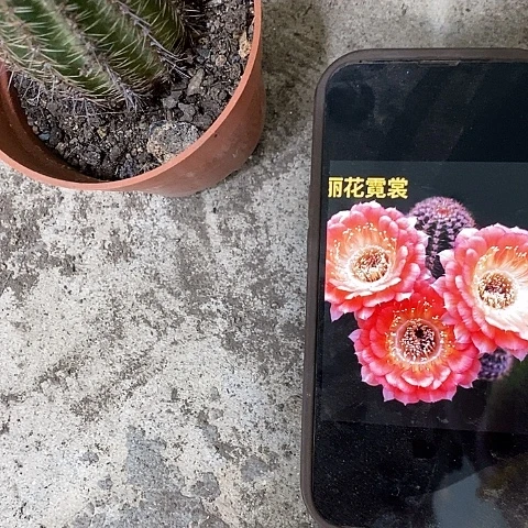 尼桑丽花，高7-10公分左右