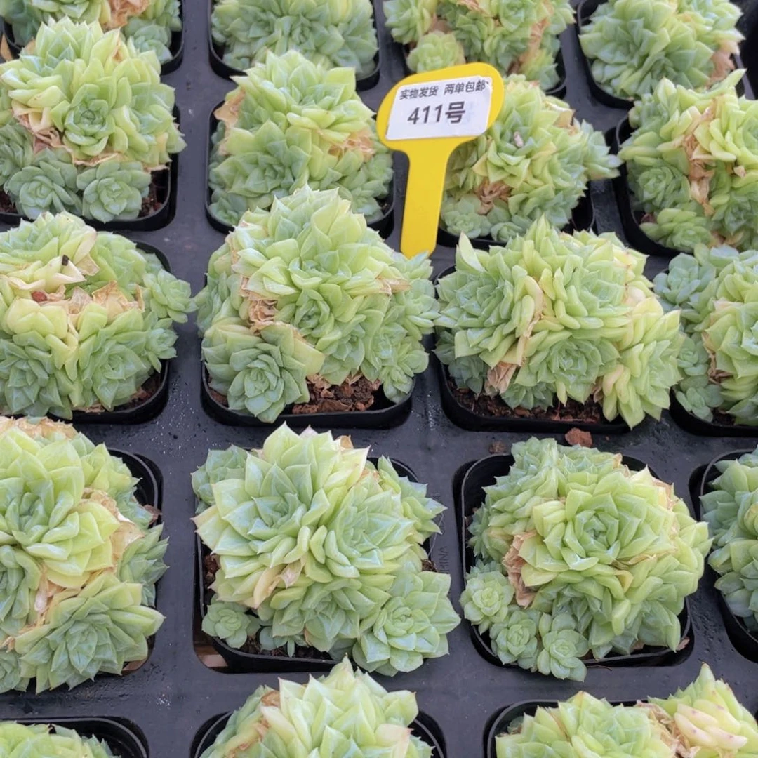 411号 潜力股白天鹅麦秆群生一个