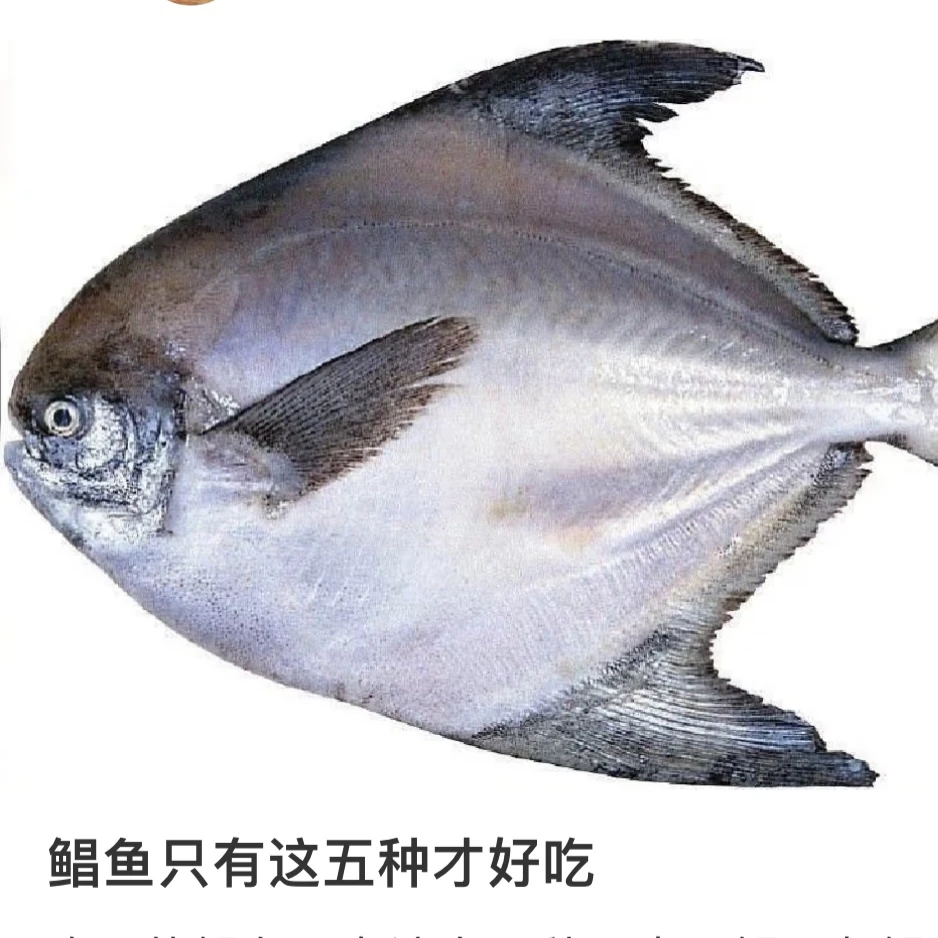 野生燕尾鲳鱼 这是非常稀有的燕尾昌 不是白昌嫩滑无腥味淡淡奶香