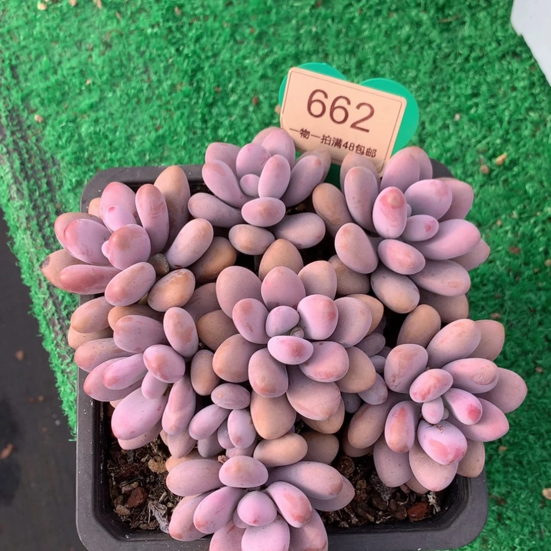 大***鱼桃蛋矮桩平头无砍662
