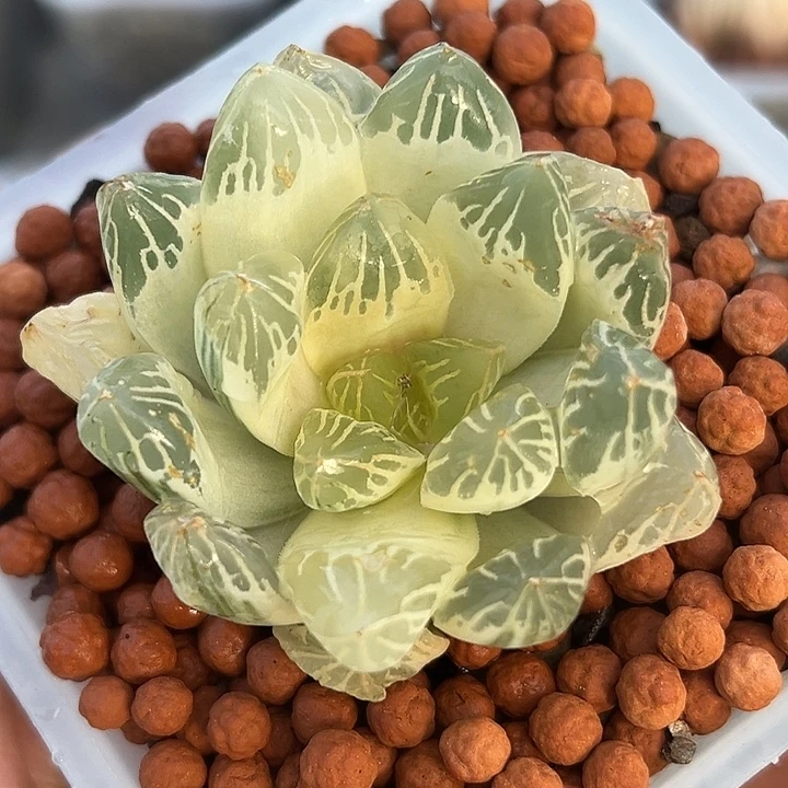 十二卷多肉实生玉露锦
