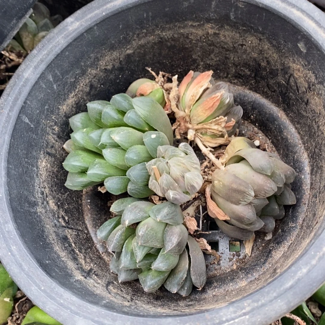 开***贝1138 六棵雨露 超级福利