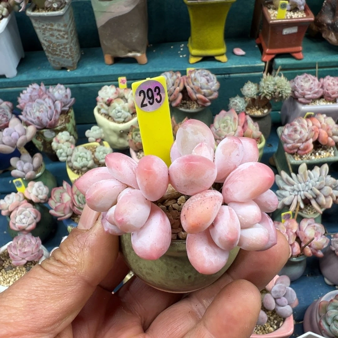 293号香水带盆土发货