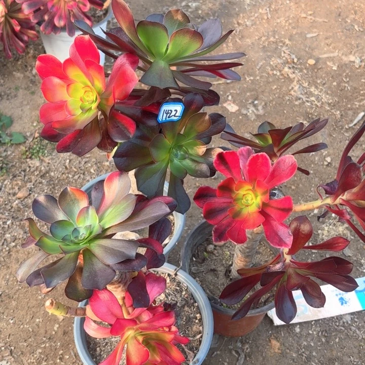 巫毒有砍朵朵1422法师多肉