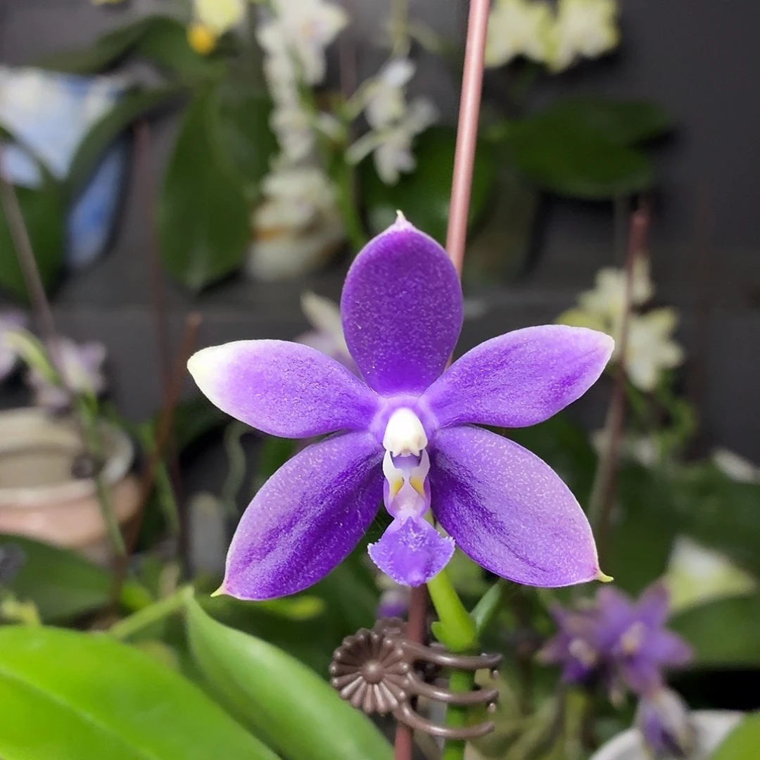 当前无花朵，栽培后可花朵A1741yss1180
