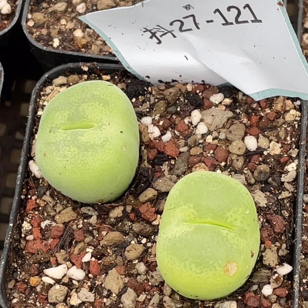 27-121翠光多肉植物