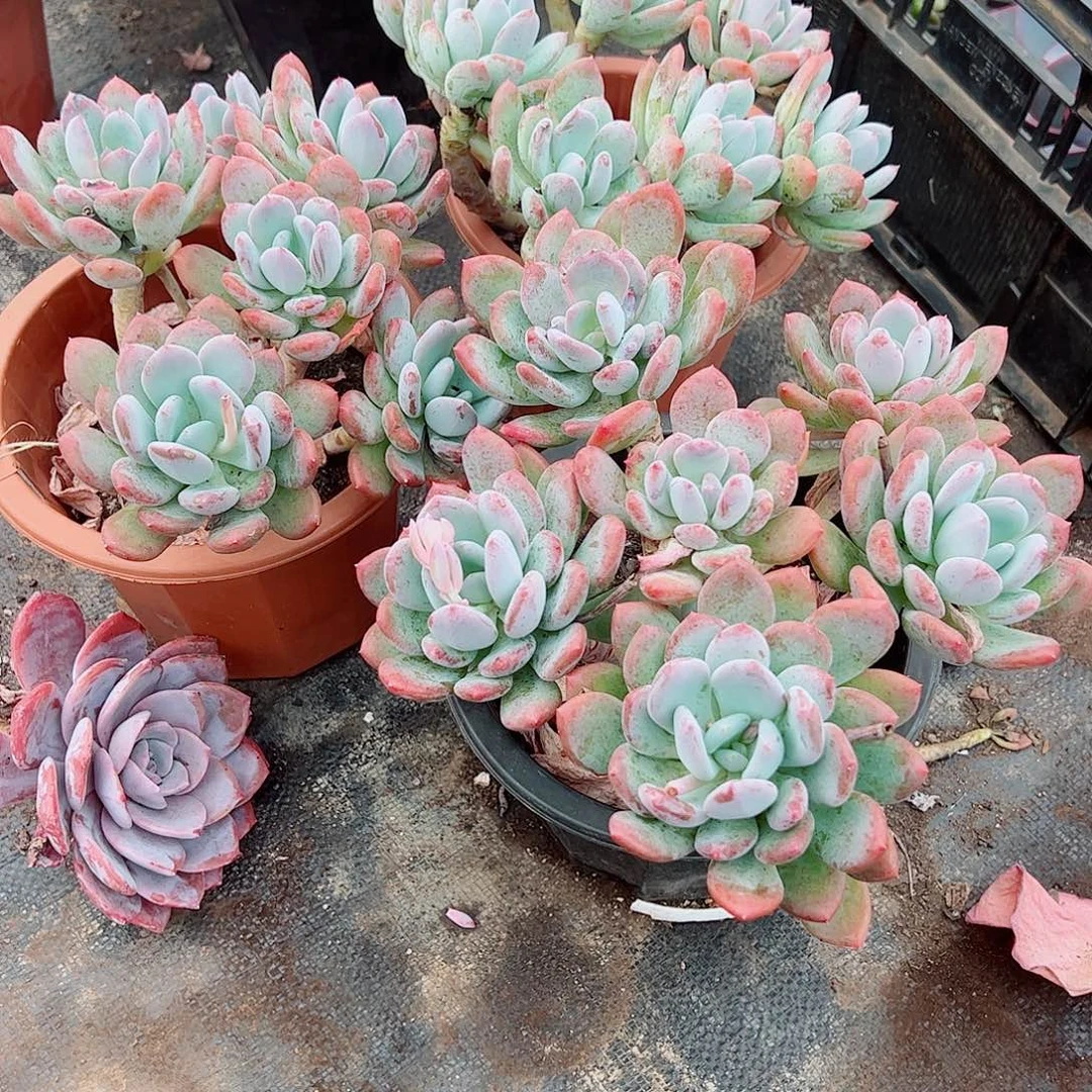 灰姑娘多头群生老桩特价