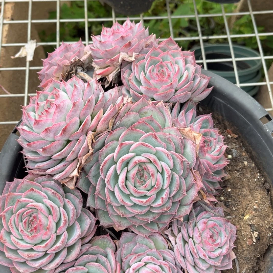 好姑娘多肉园艺，侧影