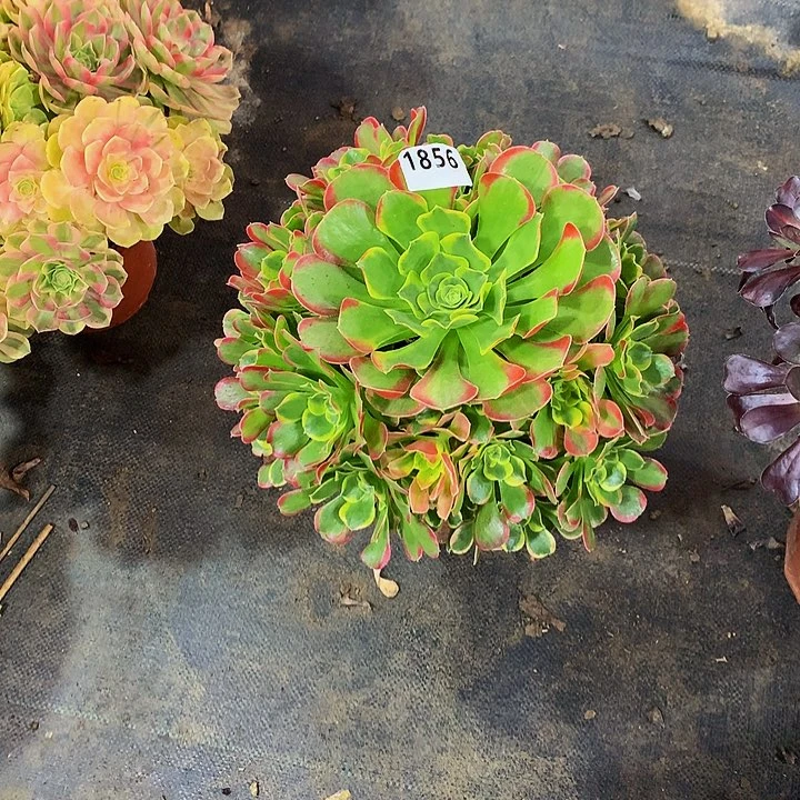 村****号多肉特斯拉1856