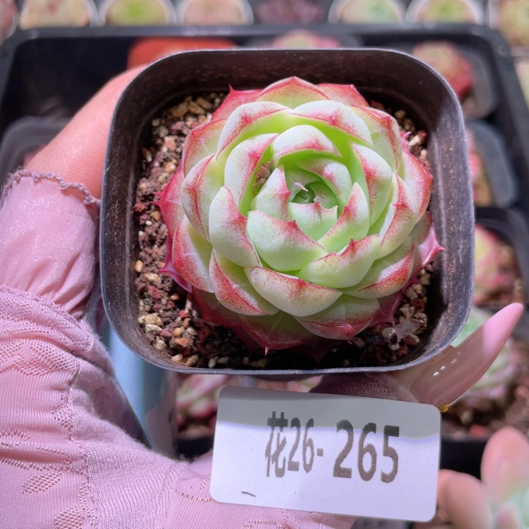 花利美26-265女王玫瑰