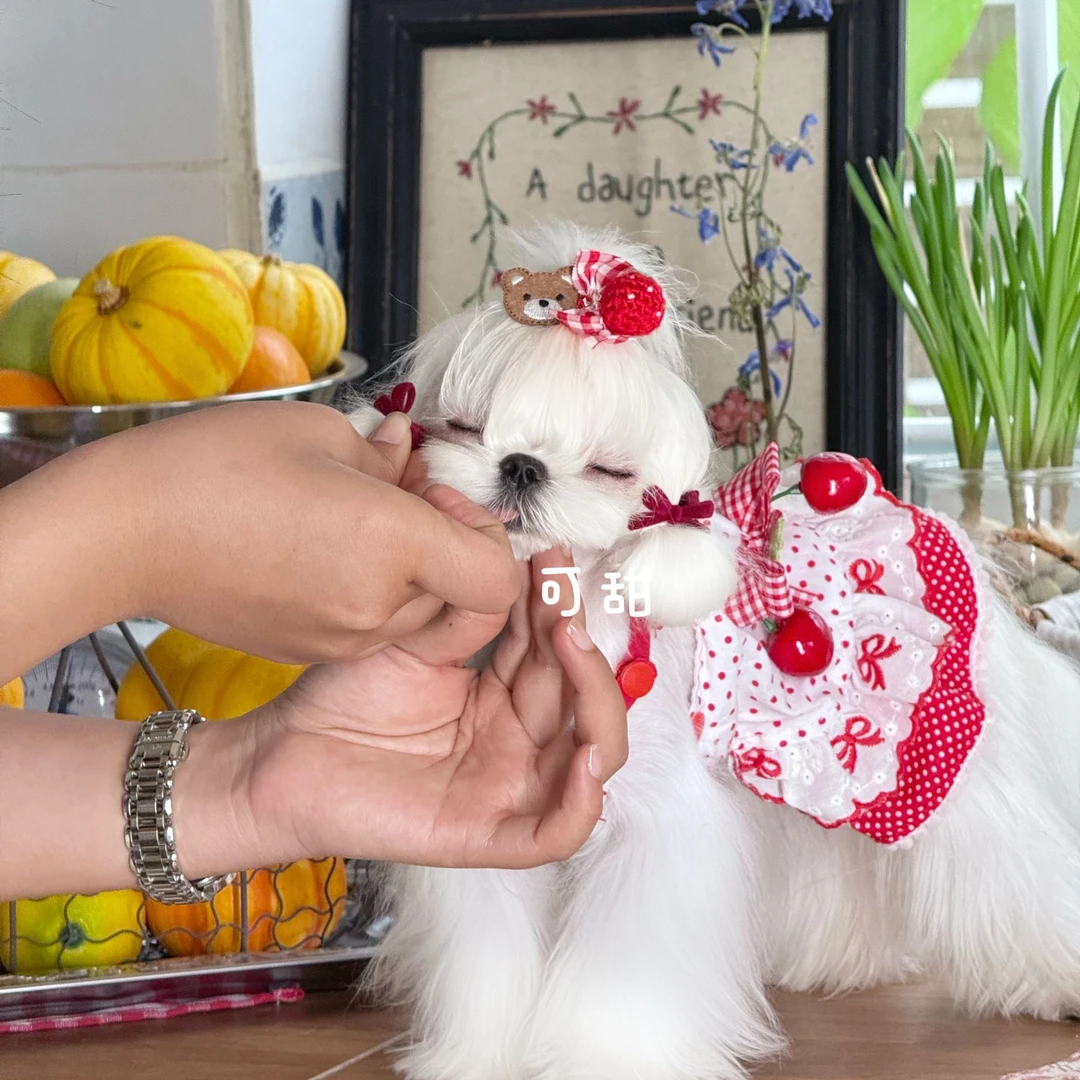 宠物夏季吊带复古刺绣裙适合小型犬狗狗衣服