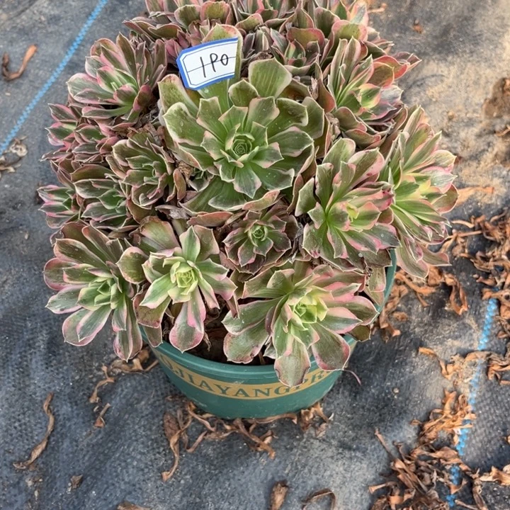 190男神多肉植物法师