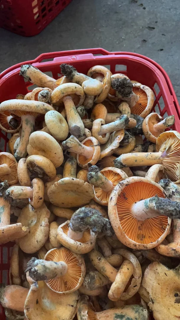 枞树菇(菌中王子)