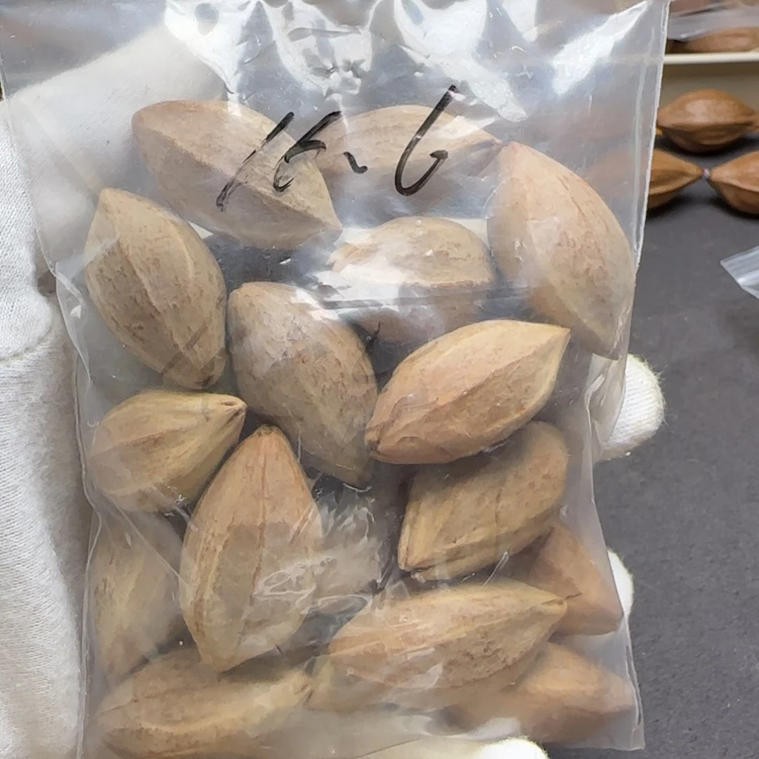 【闪购商品】橄榄核手串/手链橄榄核素核