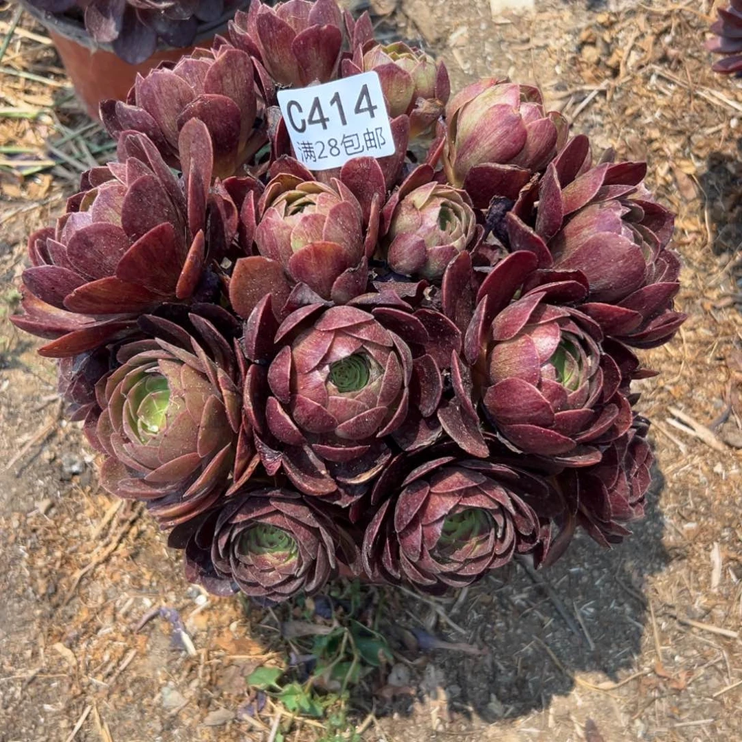 414多肉  黑魔