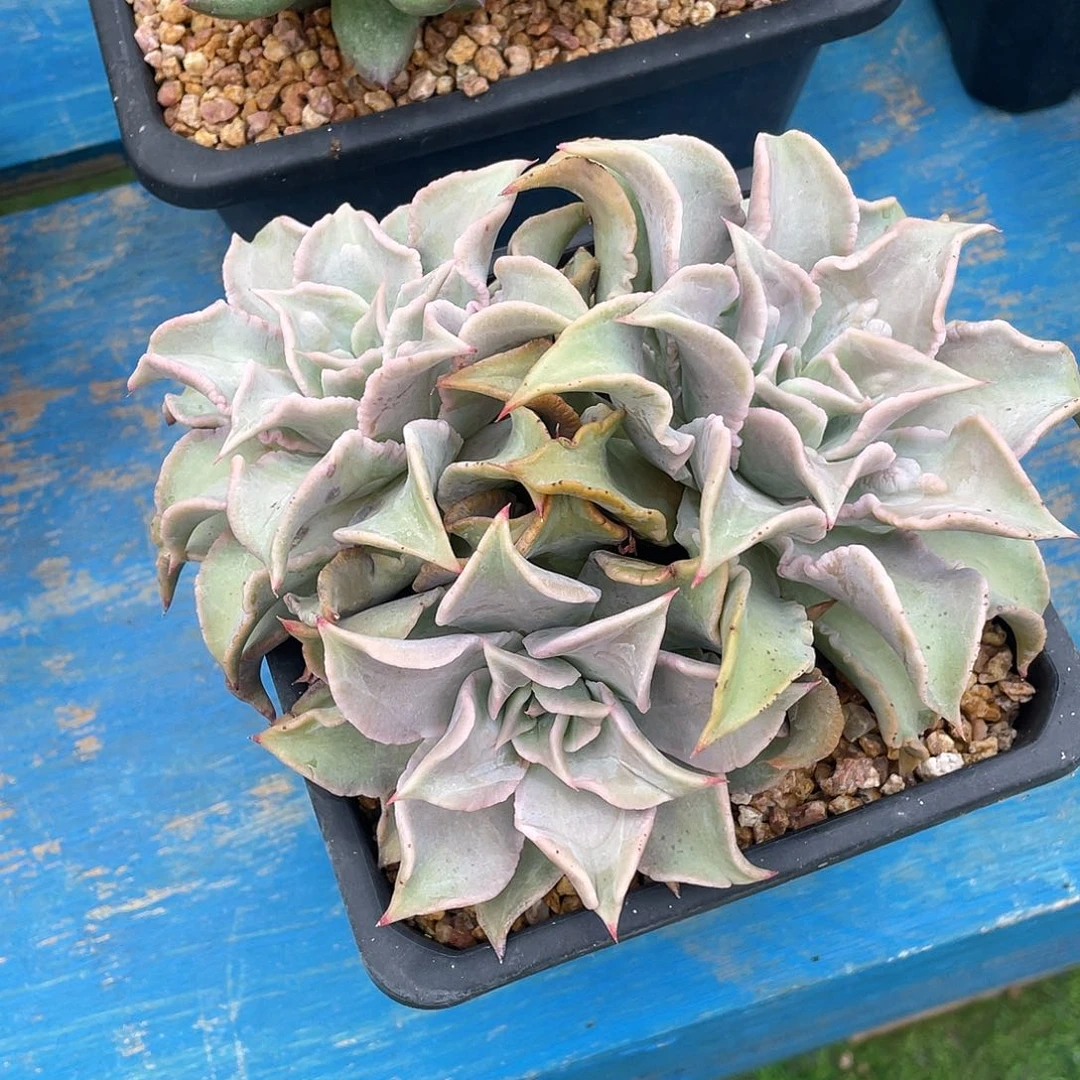 多肉植物脱土包邮