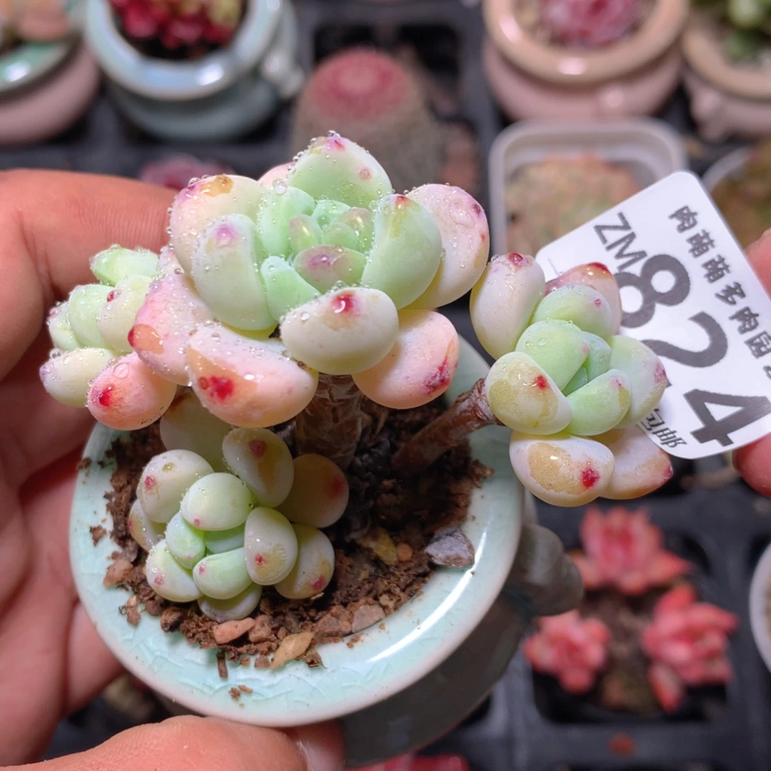 5CM拇指盆精控多肉ZM824